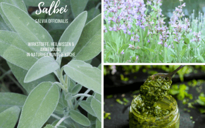 Heimische Heilkräuter – Salbei (Salvia officinalis)