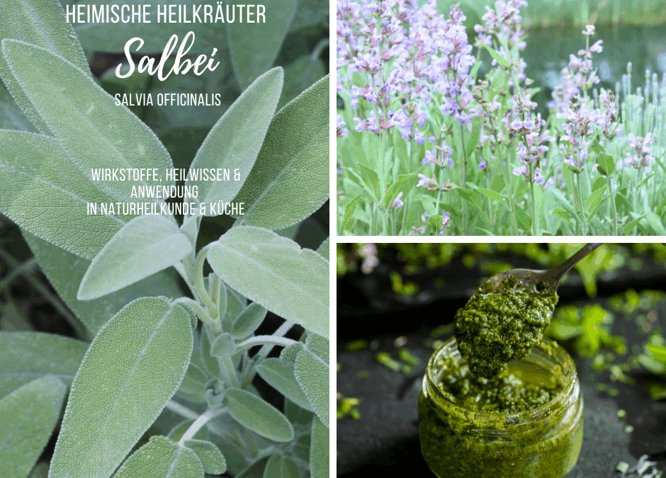 Heimische Heilkräuter – Salbei (Salvia officinalis)